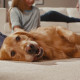 Buyers Guide Pet Friendly Flooring